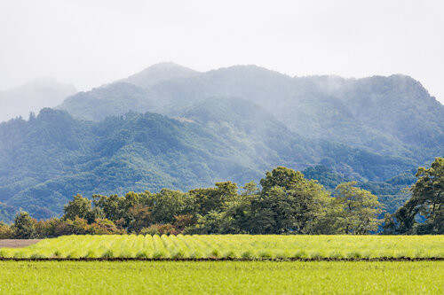 山2064_fog_mountain_landscape_6145.jpg